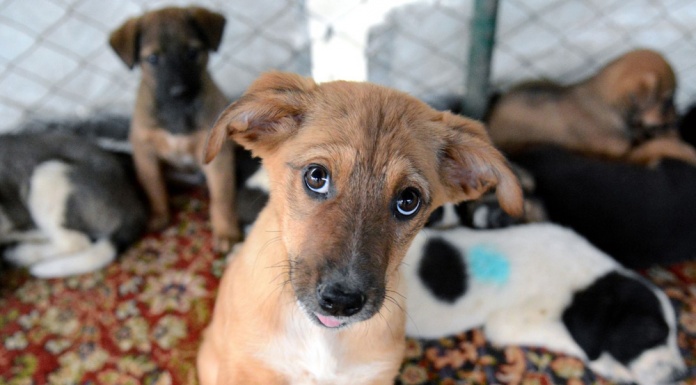 bodrum barınak sokak hayvanları